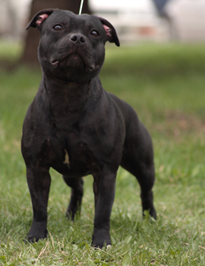 стаффордширский бультерьер